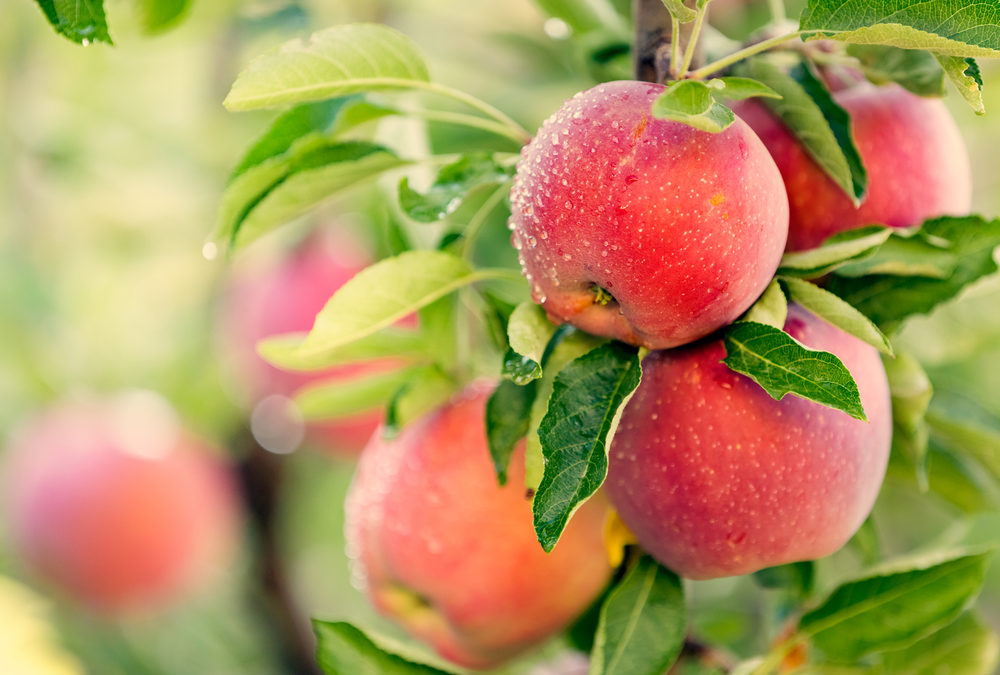 Kann ein Apfel pro Tag Ihr Bluthochdruck senken?